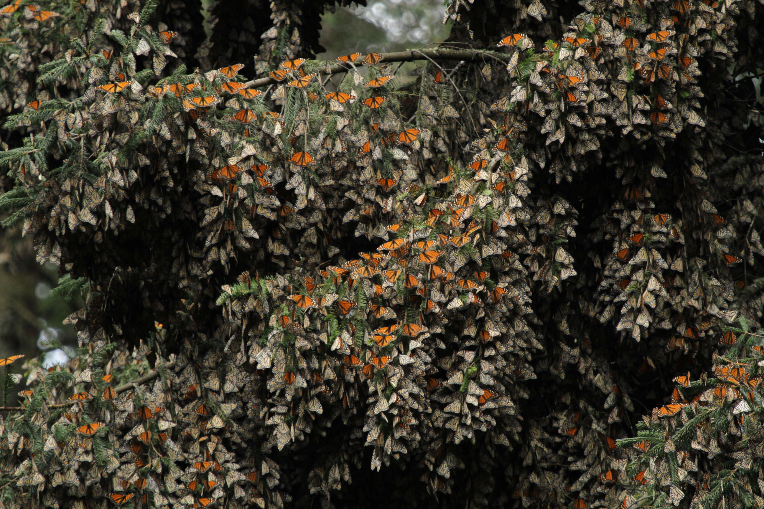 Image of Monarch Butterfly