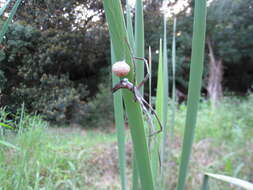 Image of ogrefaced spiders