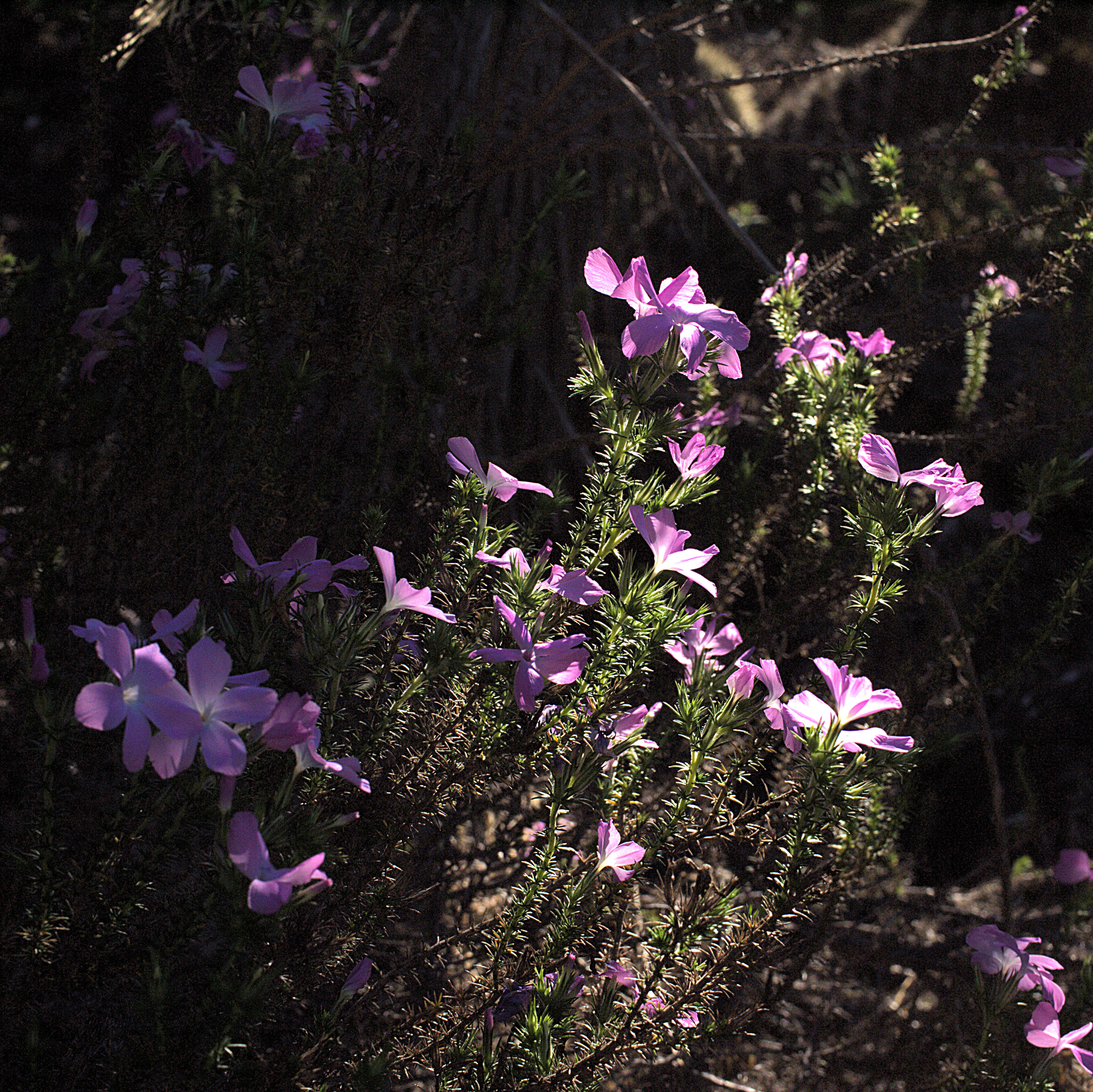 Image of linanthus