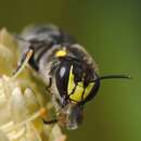 Image of Banksia bee