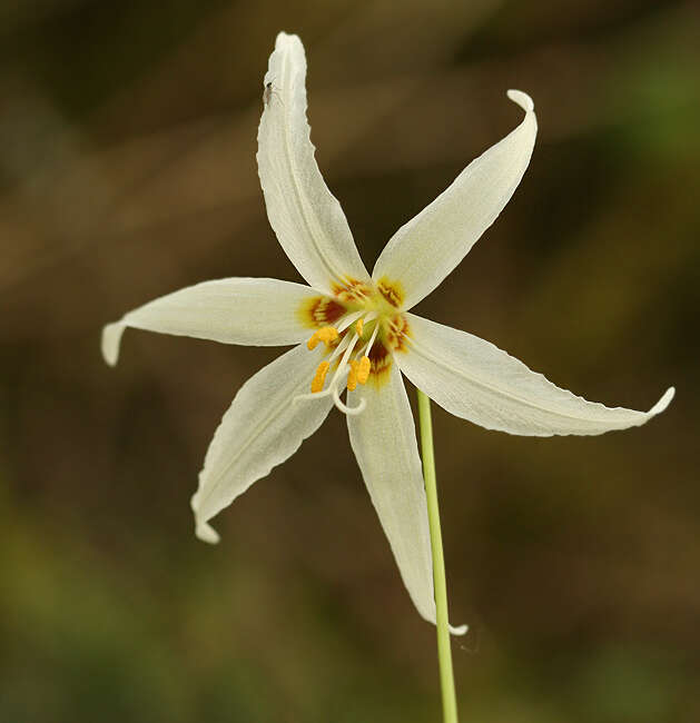 Image of giant white fawnlily