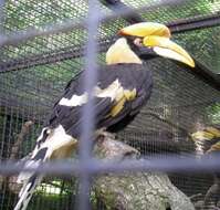 Image of Helmeted hornbill