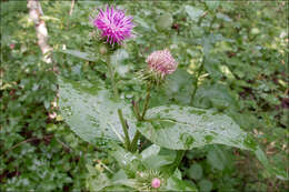 Image of plumeless thistle