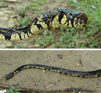 Image of Chicken Snake