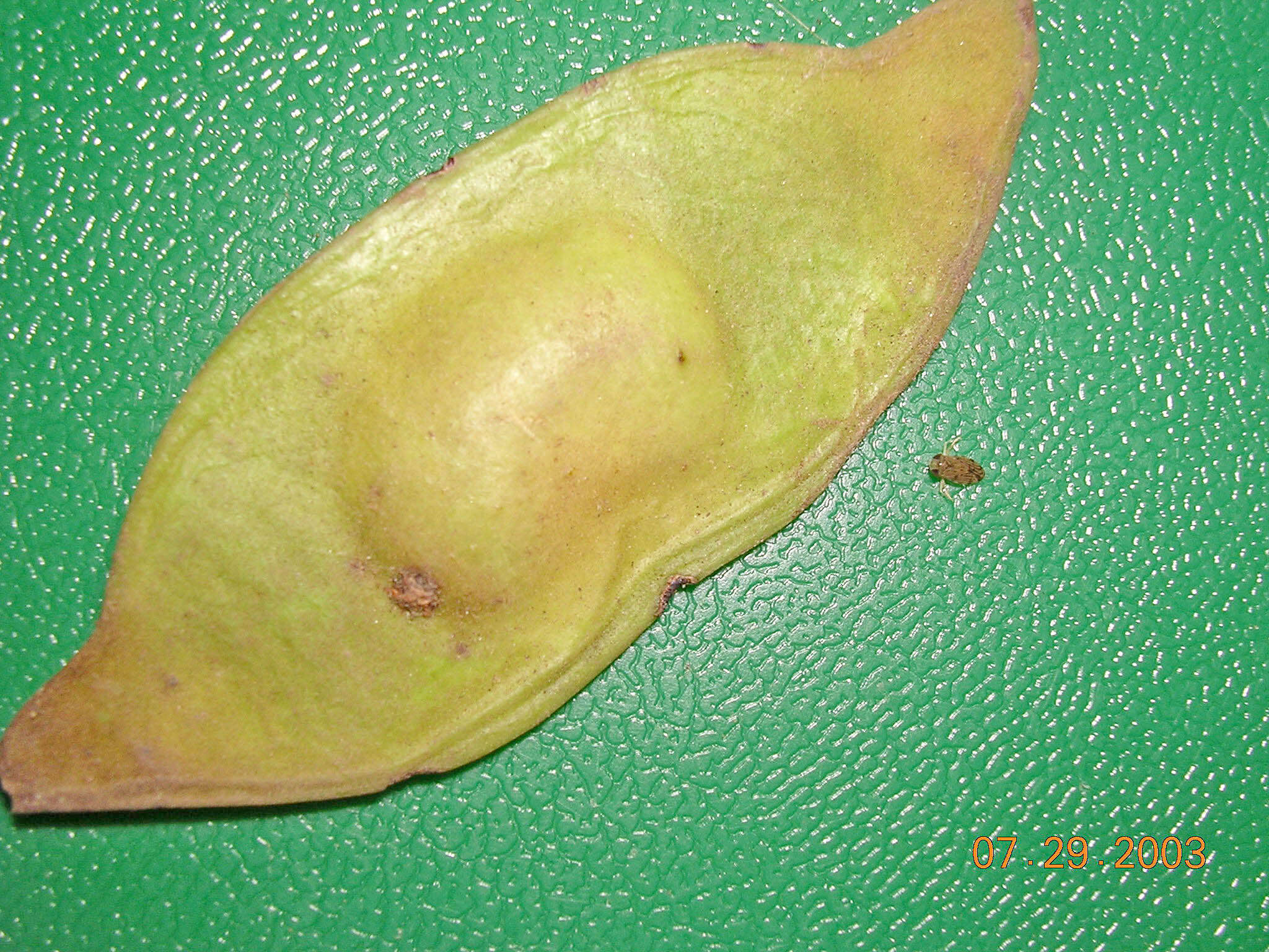Image of Lonchocarpus spiciflorus Benth.
