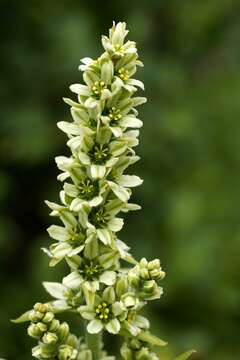 Image of false hellebore