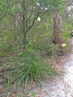 Image of Grass Tree