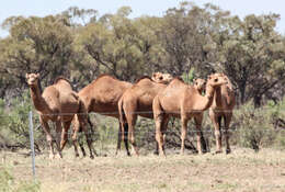 Image of camels and relatives