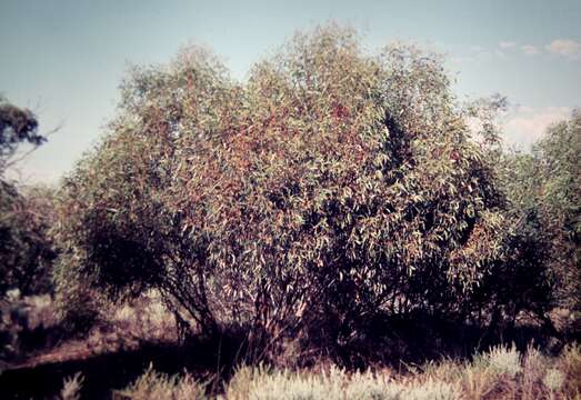 Imagem de Eucalyptus oleosa subsp. oleosa