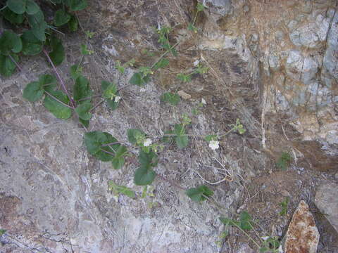 Image of desert wishbone-bush