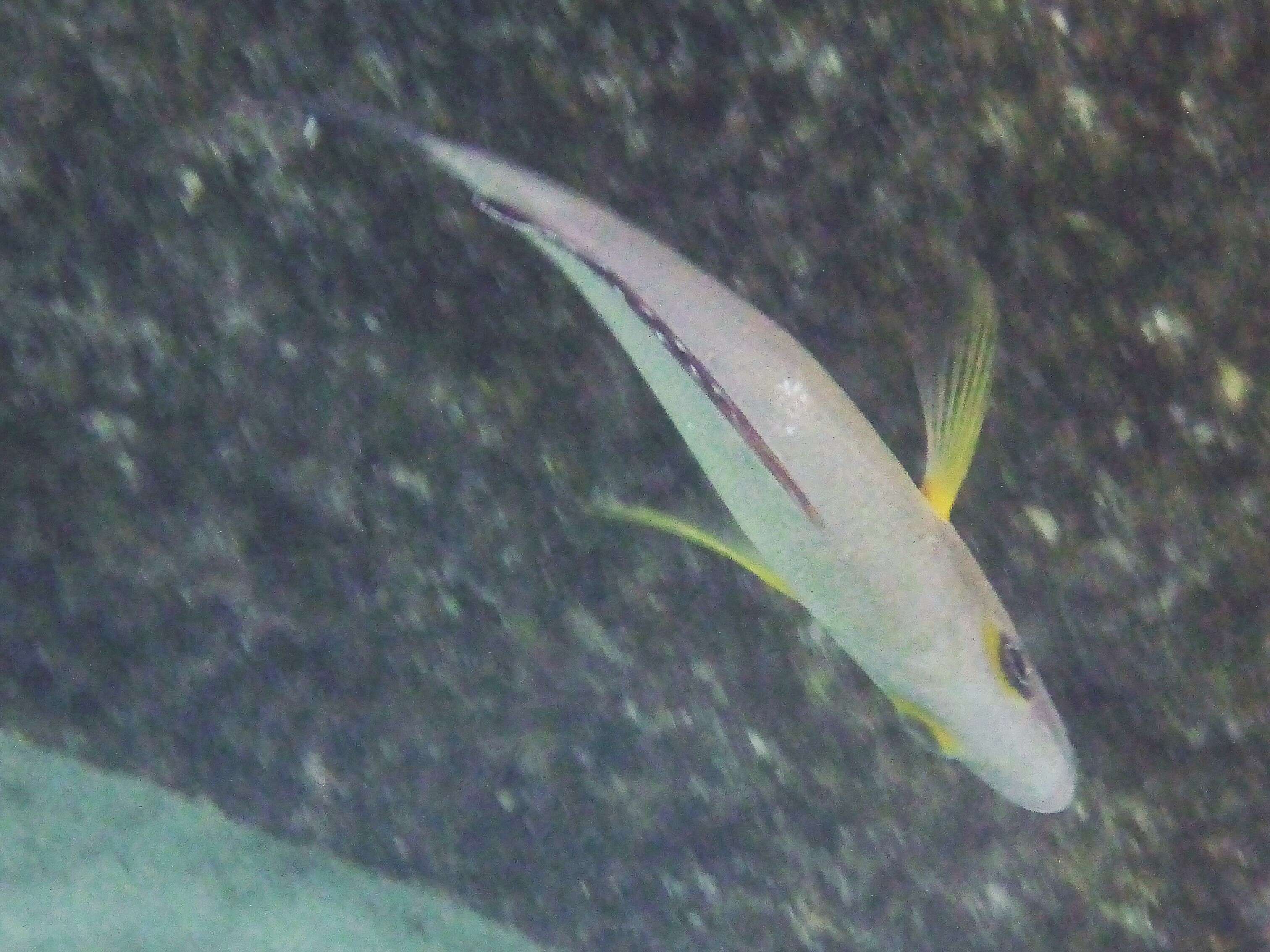 Image of Blacktail snapper