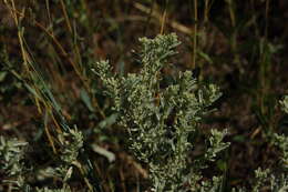 Image de Atriplex tridentata Kuntze