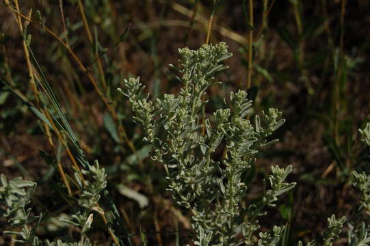 Plancia ëd Atriplex tridentata Kuntze