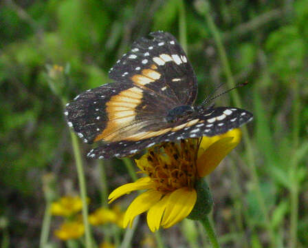 Image of Bordered Patch