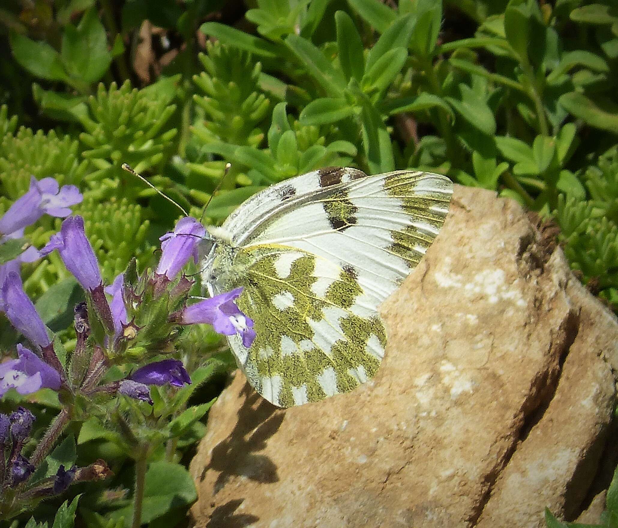 Image of Checkered Whites