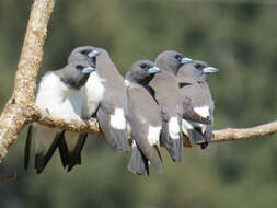 Image of White-breasted Woodswallow