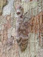 Image of Lantern Fly