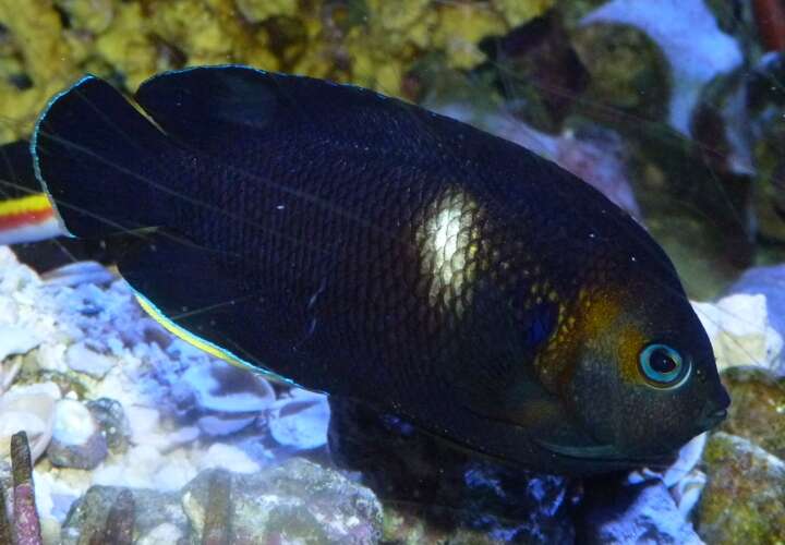 Image of Black Angelfish