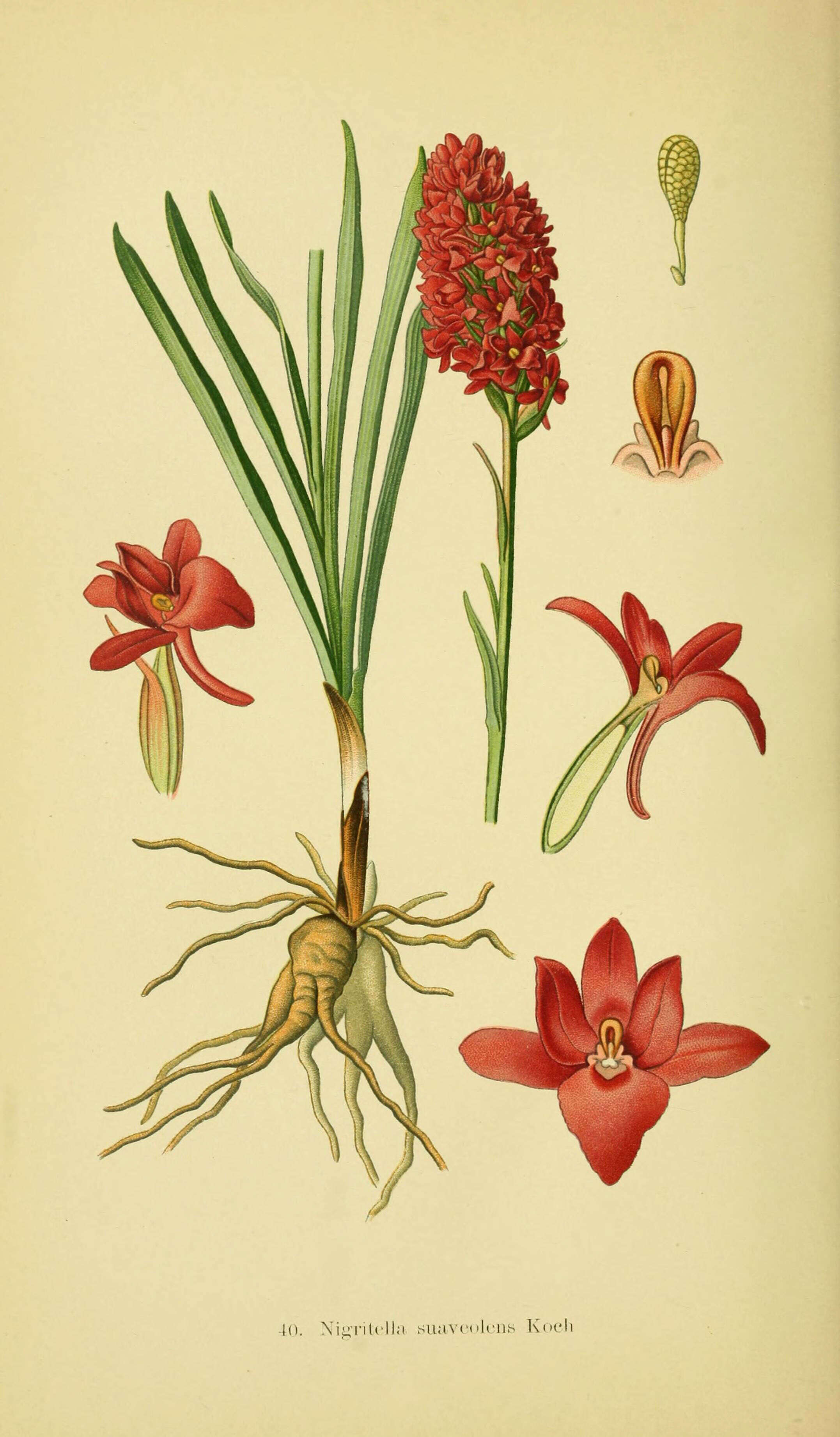 Image of Rein Orchids