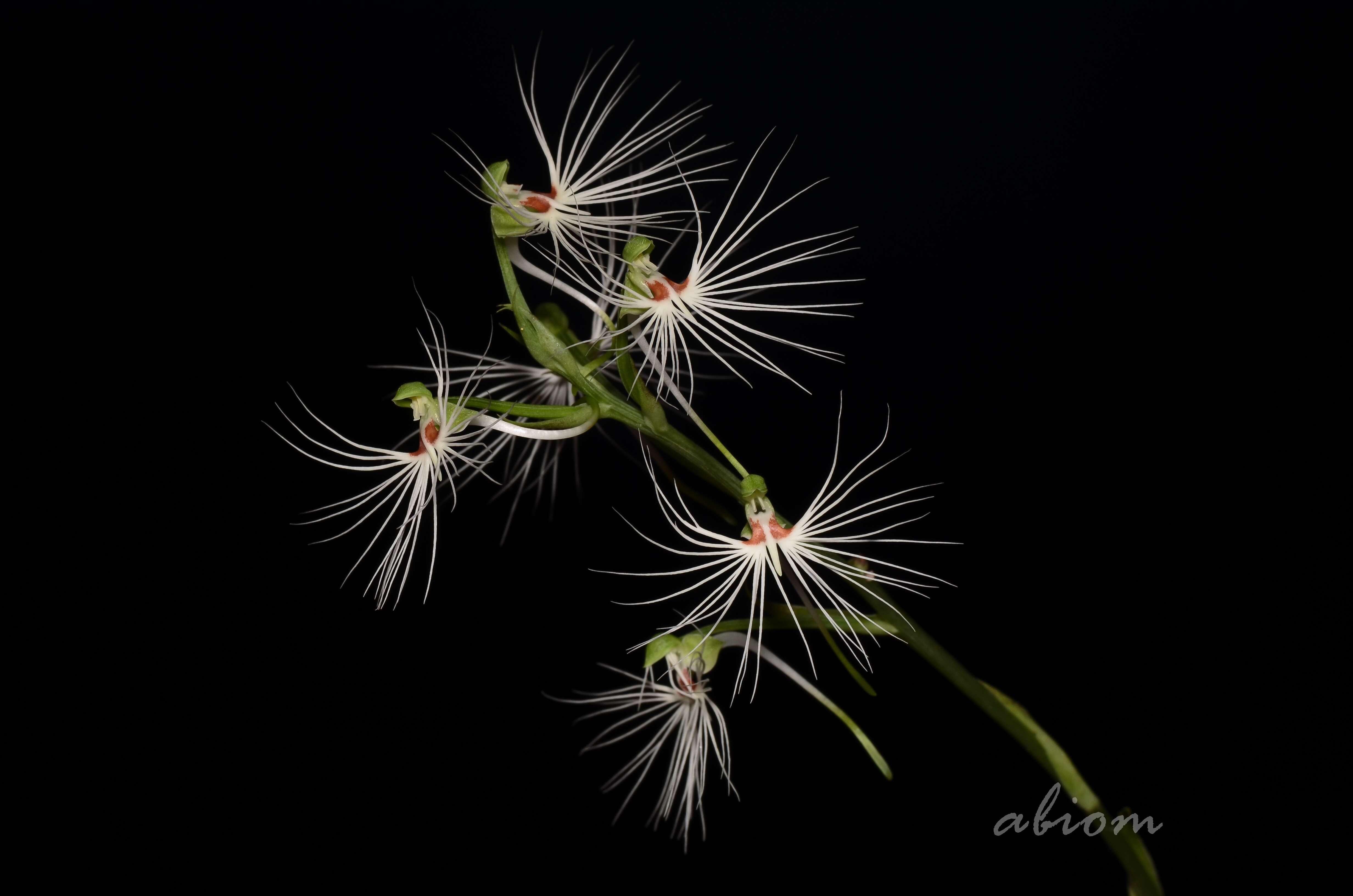 Image of Habenaria medusa Kraenzl.