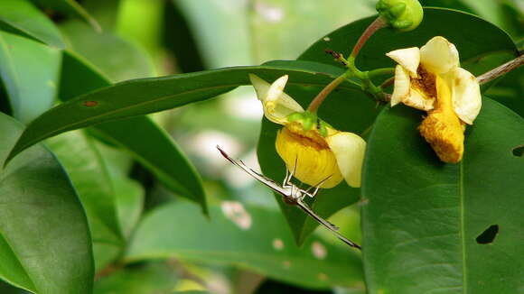 Image de Synargis calyce (Felder & Felder 1861)