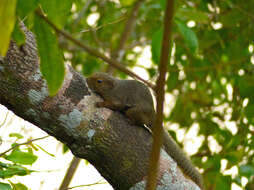 Image of Plantain Squirrel