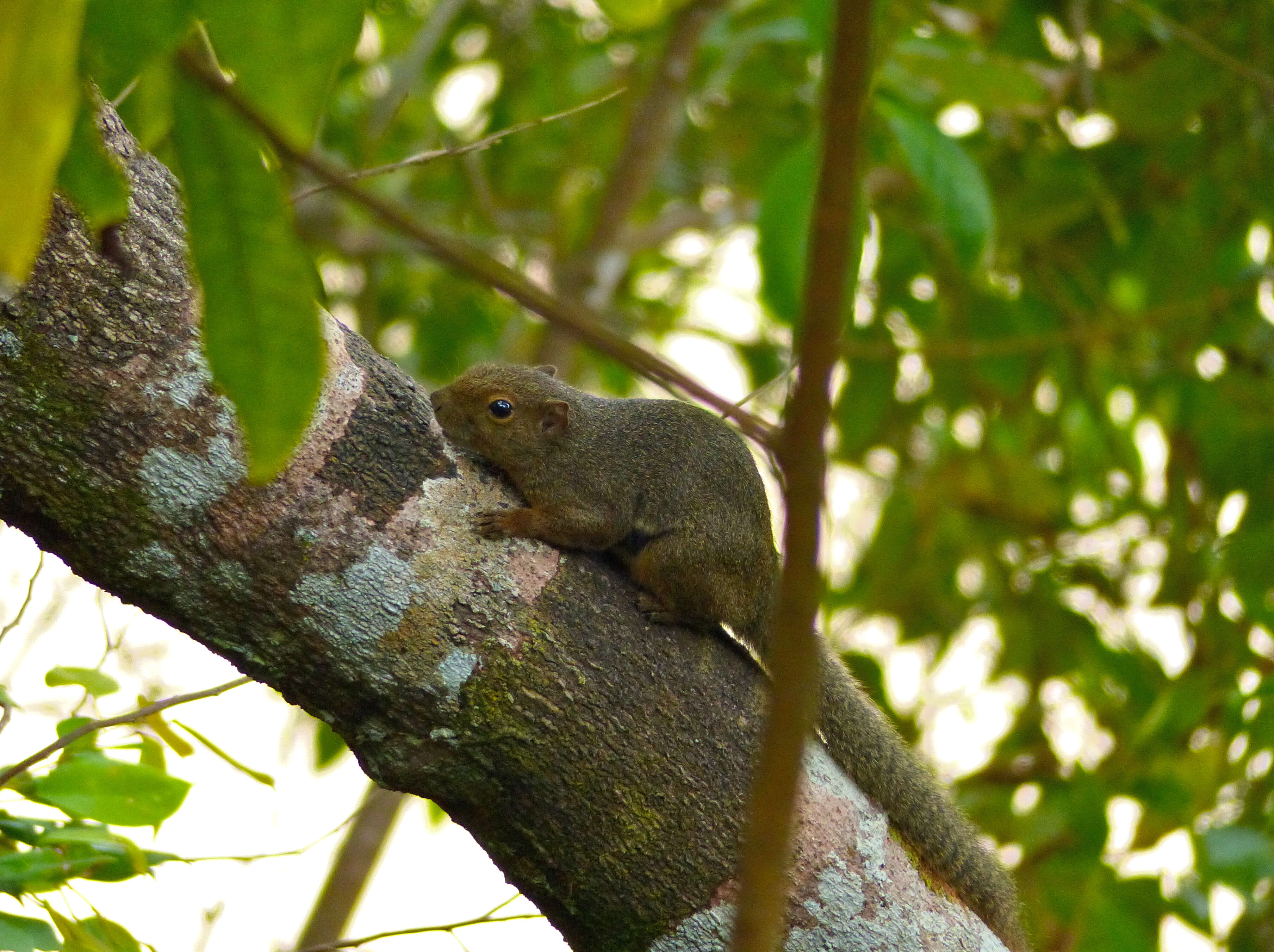 Image of Callosciurus Gray 1867