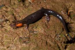 Image of Imitator Salamander