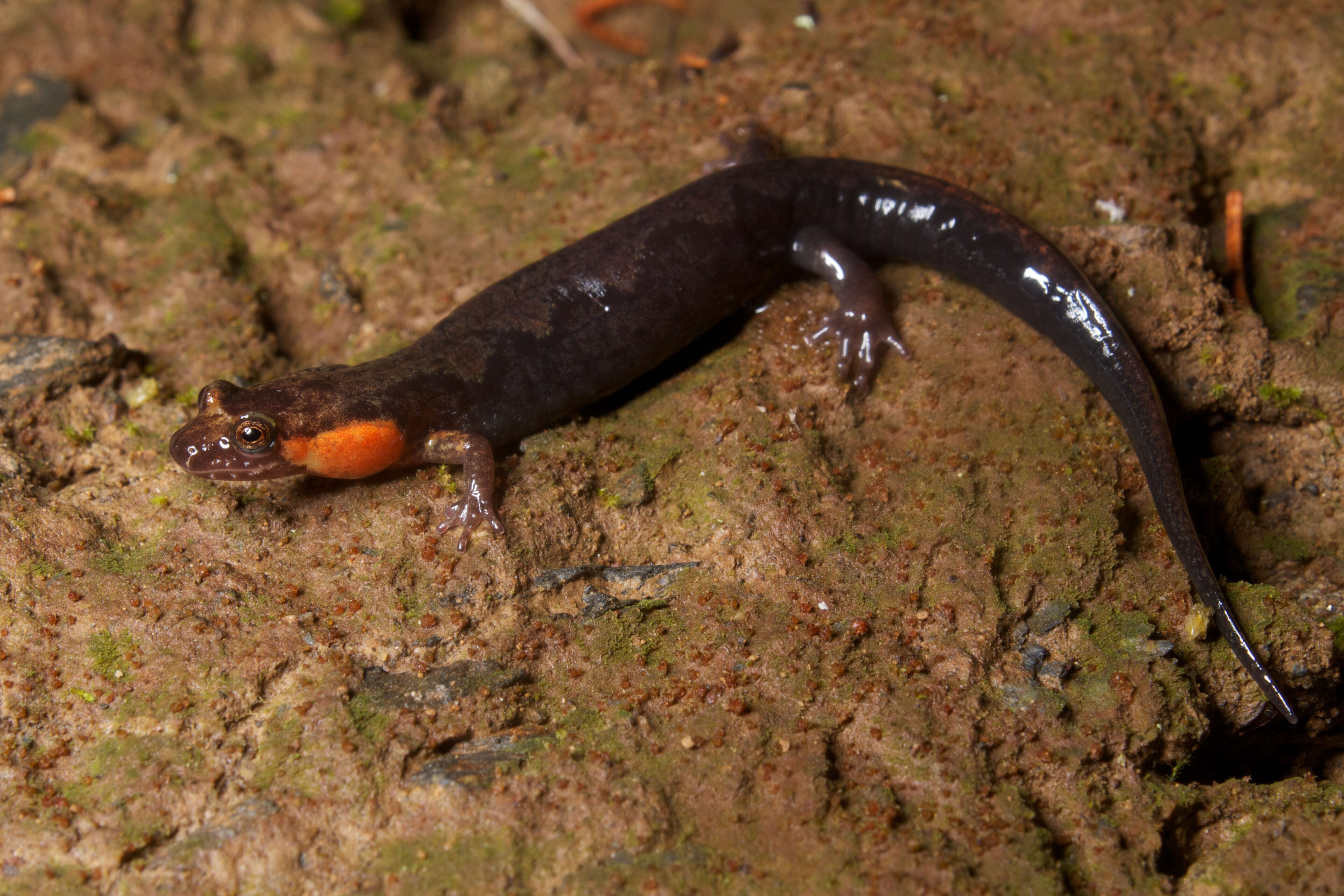 Image of dusky salamanders