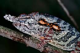 Image of Malagasy chameleons