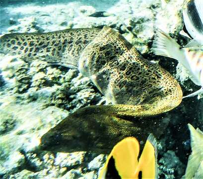 Image of Giant moray