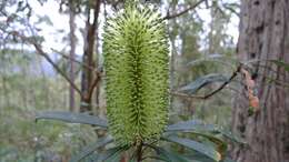 Image of coast banksia