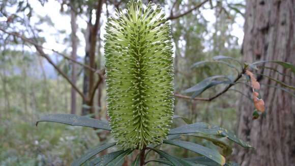 Image of Banksia integrifolia subsp. monticola K. R. Thiele