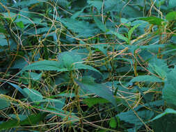 Image of beaked dodder