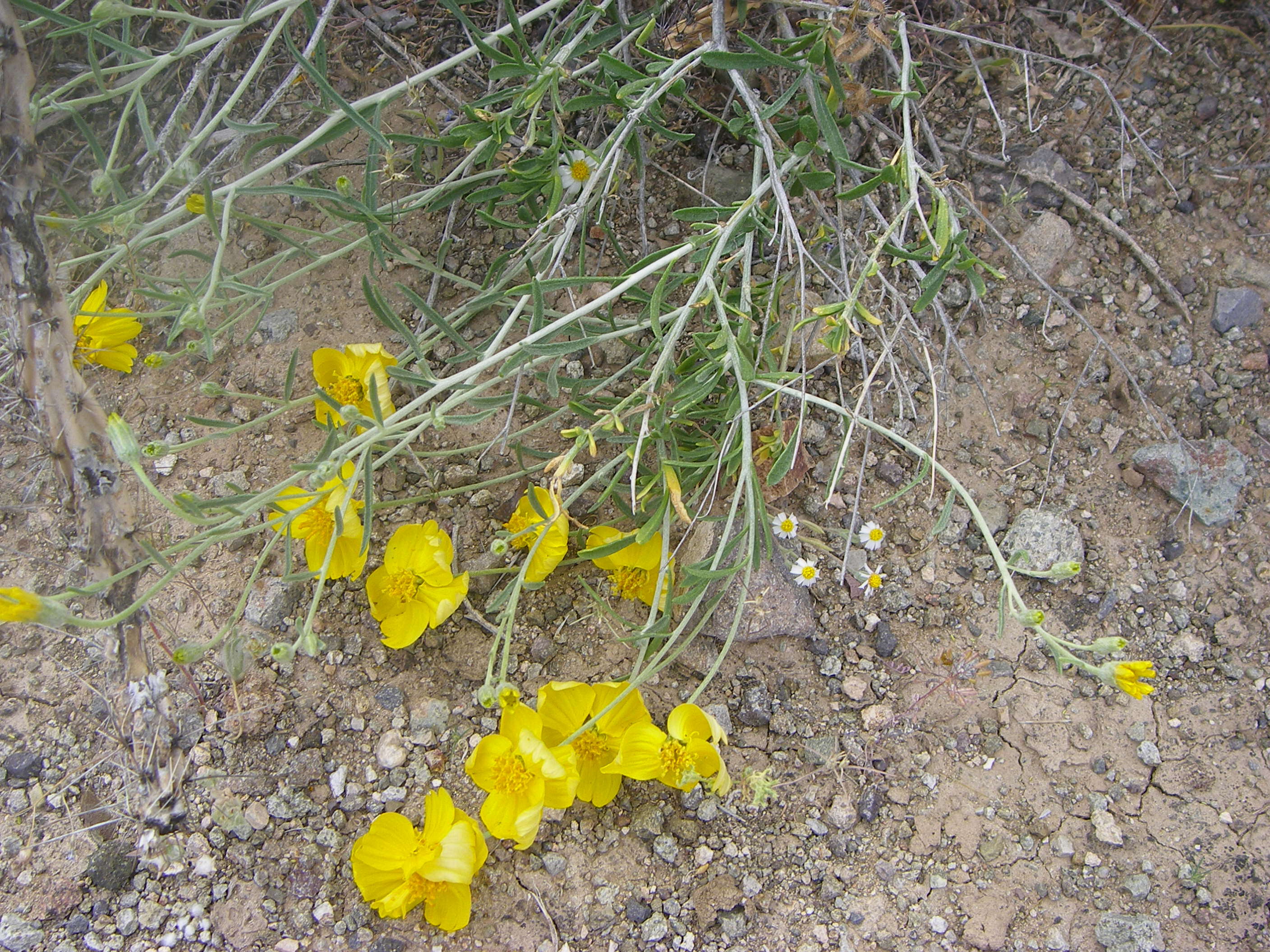 Image of Cooper's paper daisy