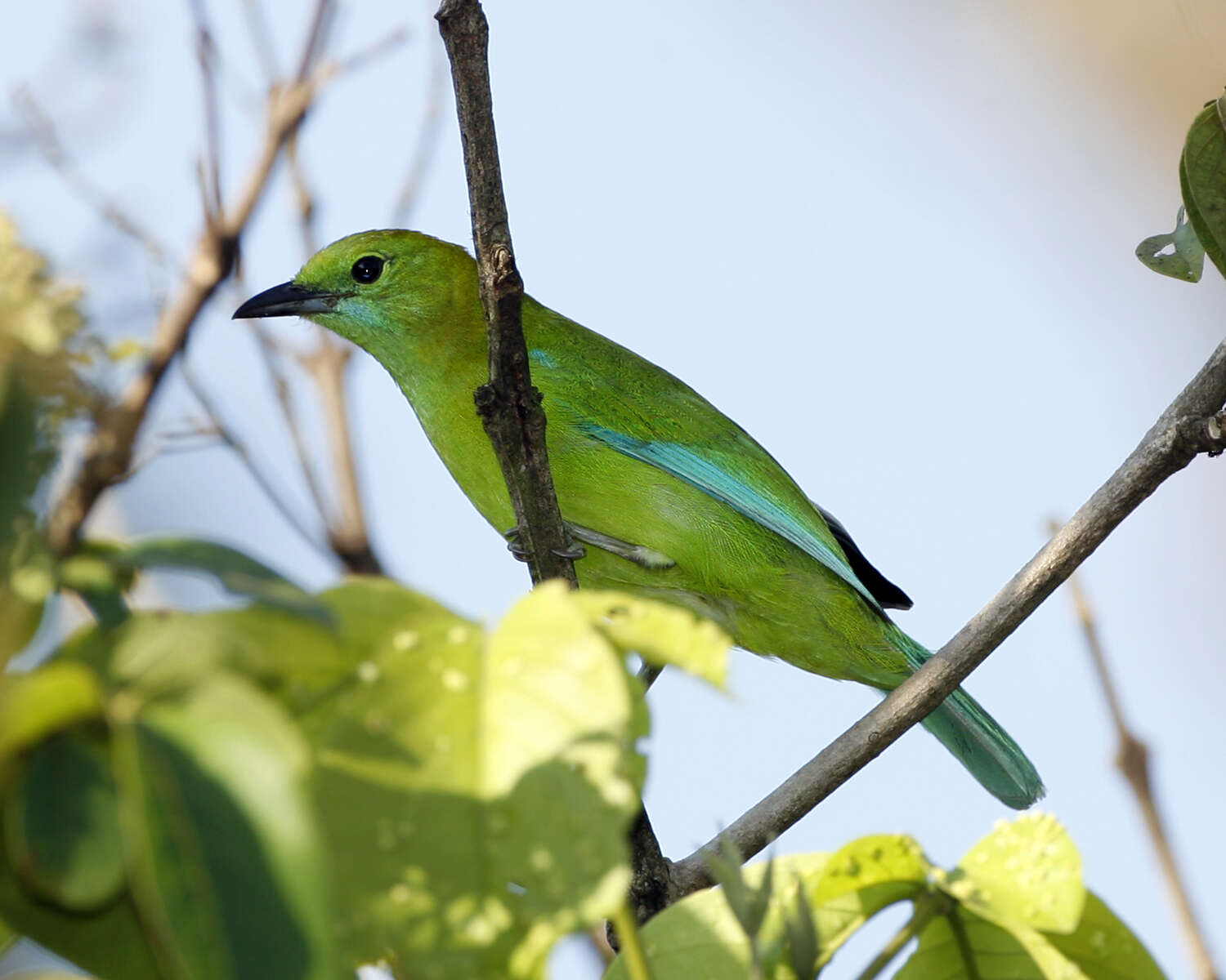 Image of Blue-winged Leafbird