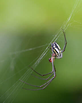 Image of Leucauge argyra (Walckenaer 1841)