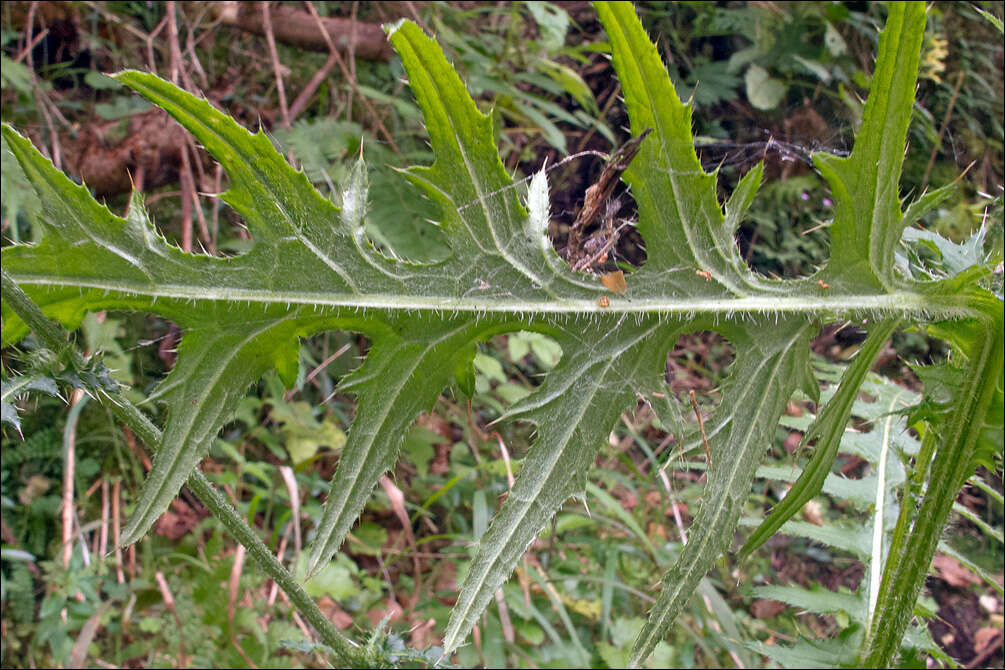 Image of Cirsium ochroleucum All.