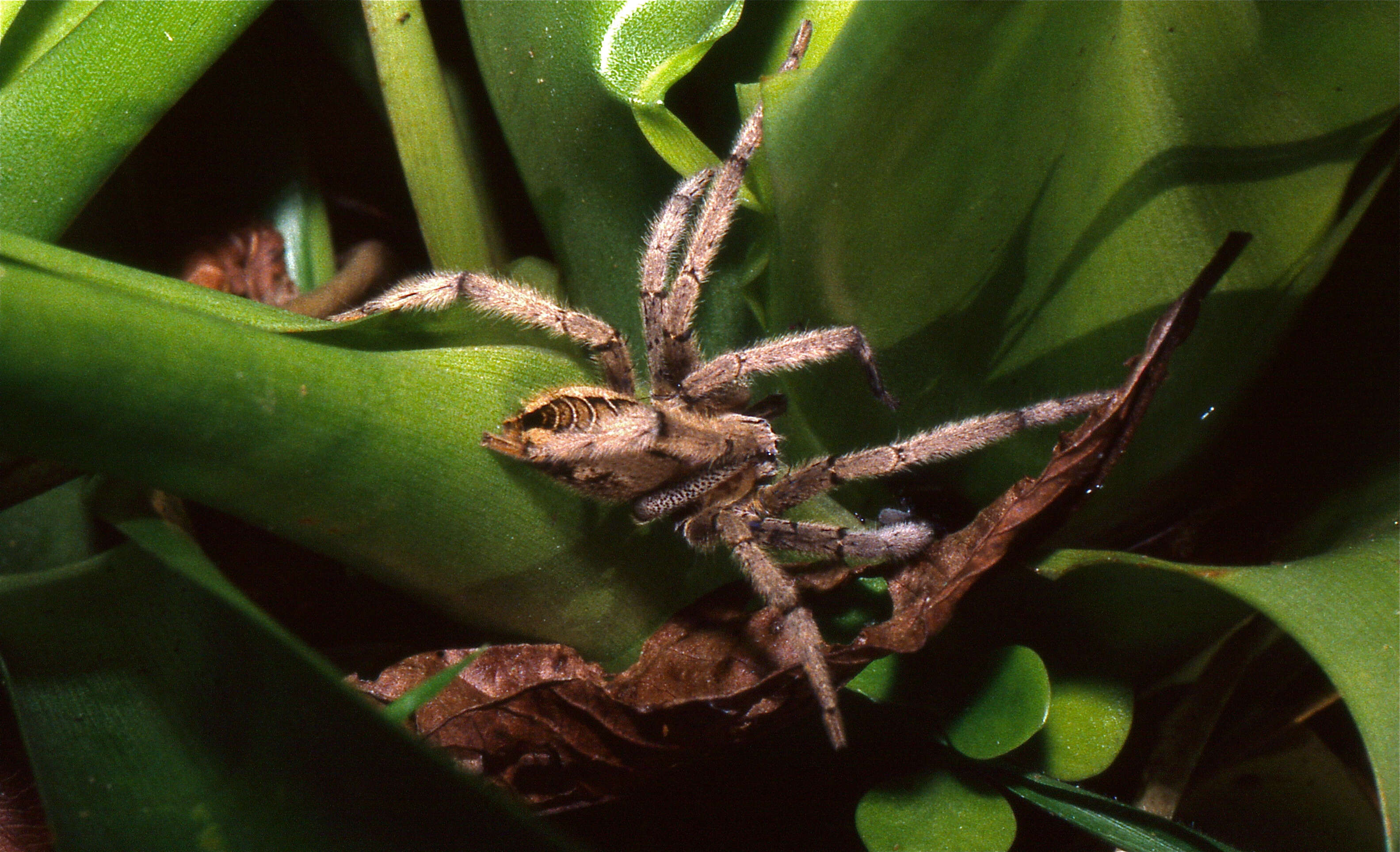 Image of longlegged water spiders