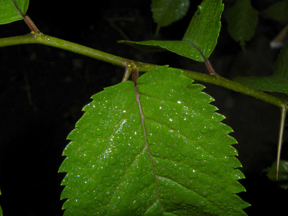 Maclura tinctoria (L.) D. Don ex Steud.的圖片