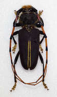 Image of Dorcacerus