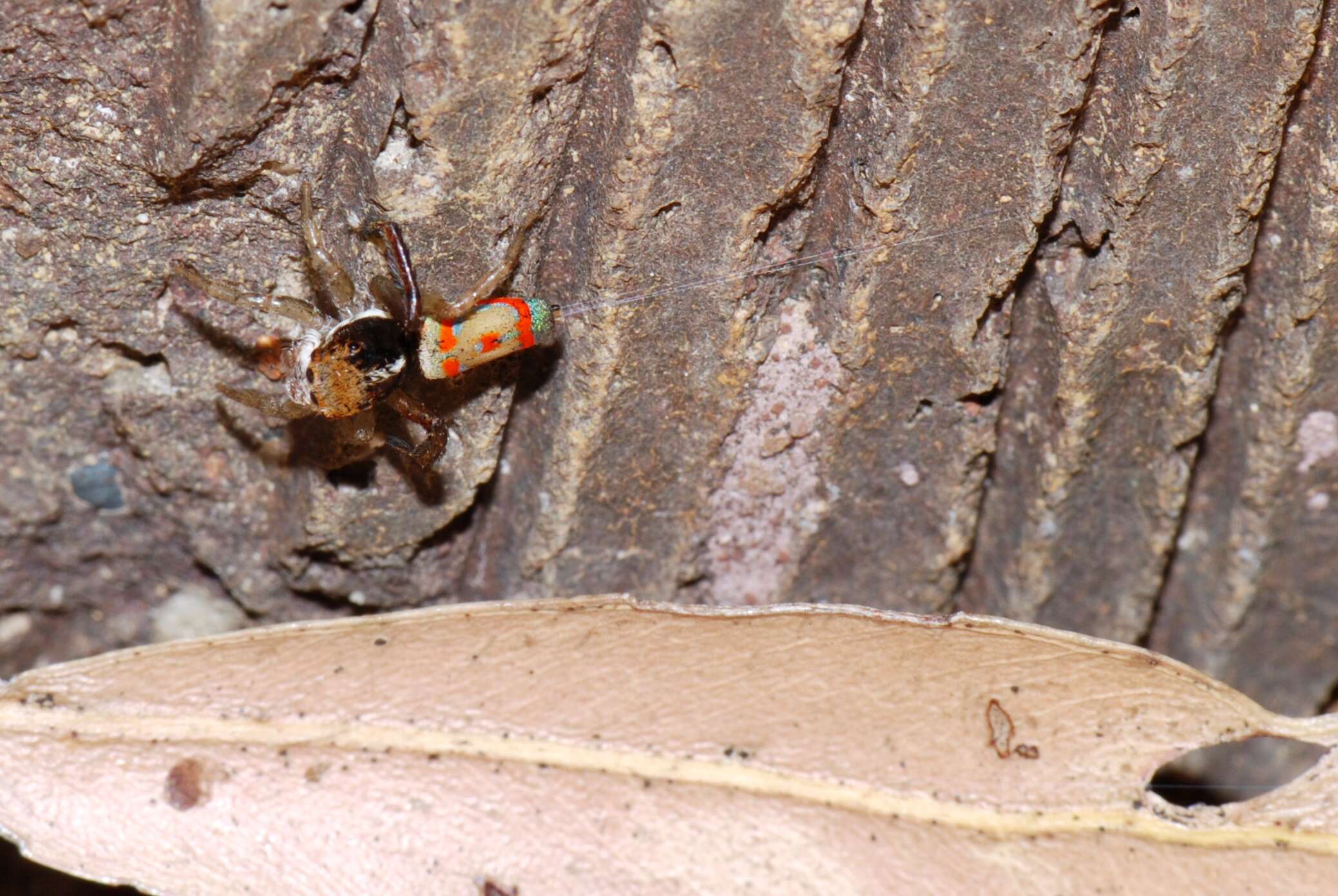 Image of Peacock Spiders