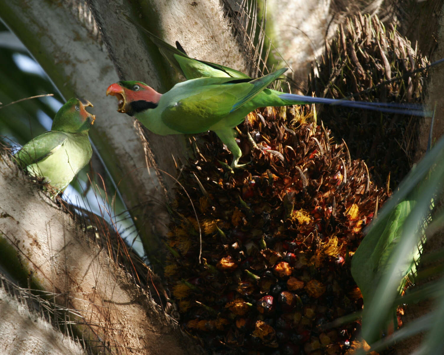 Image of Long-tailed Parakeet