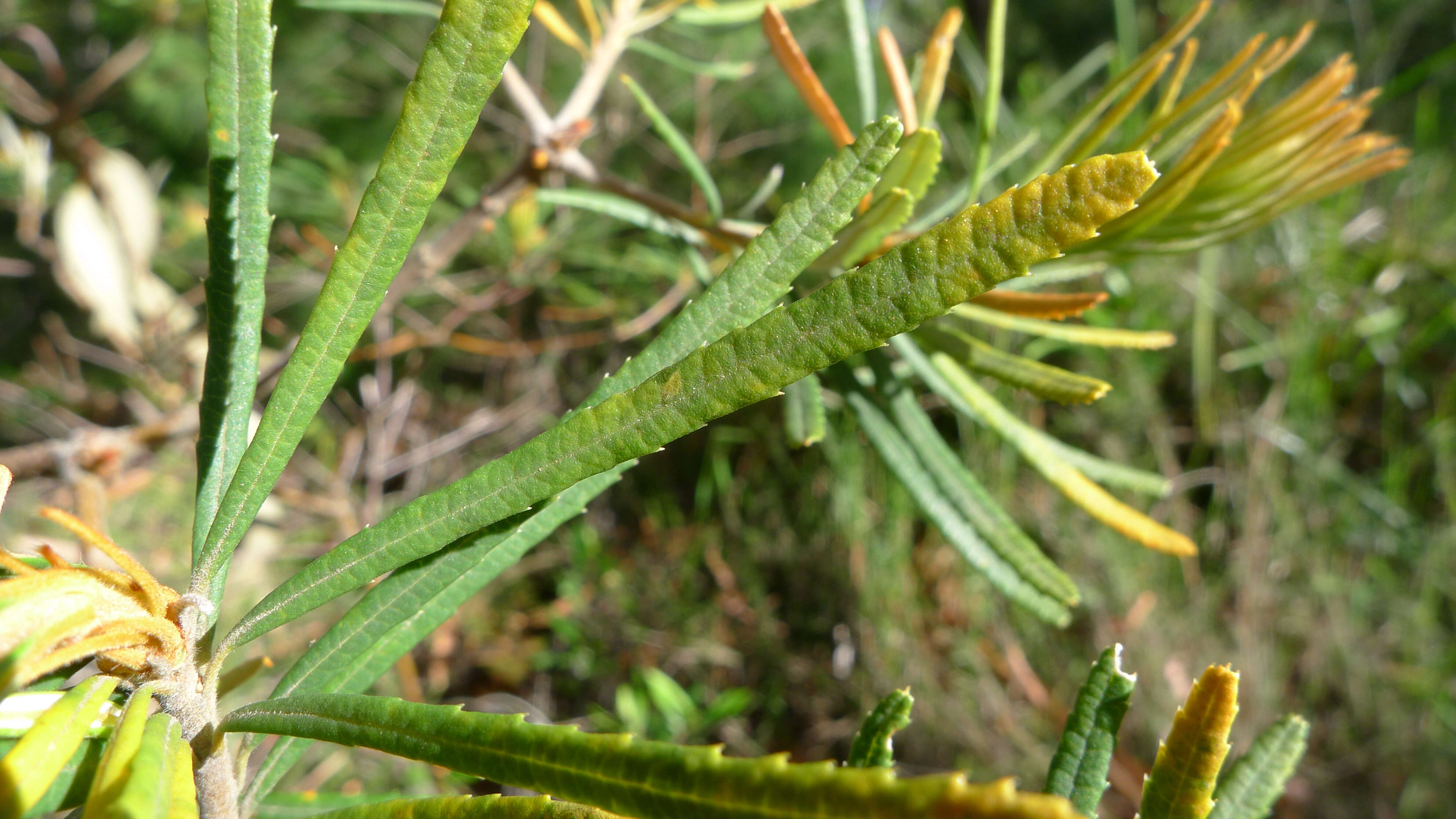 Image of Banksia spinulosa var. collina (R. Br.) A. S. George