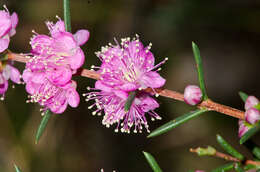 صورة Hypocalymma robustum (Endl.) Lindl.