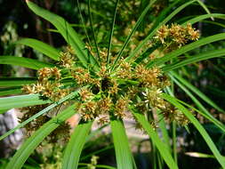 Sivun Cyperus alternifolius L. kuva