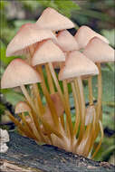 Image of Mycena renati Quél. 1886