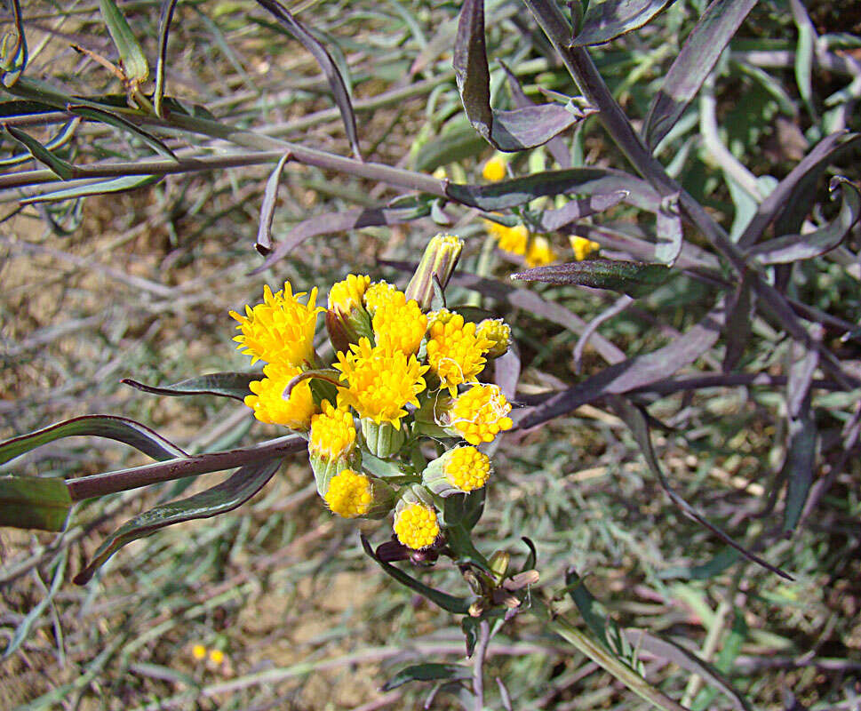 Слика од Senecio murorum Remy