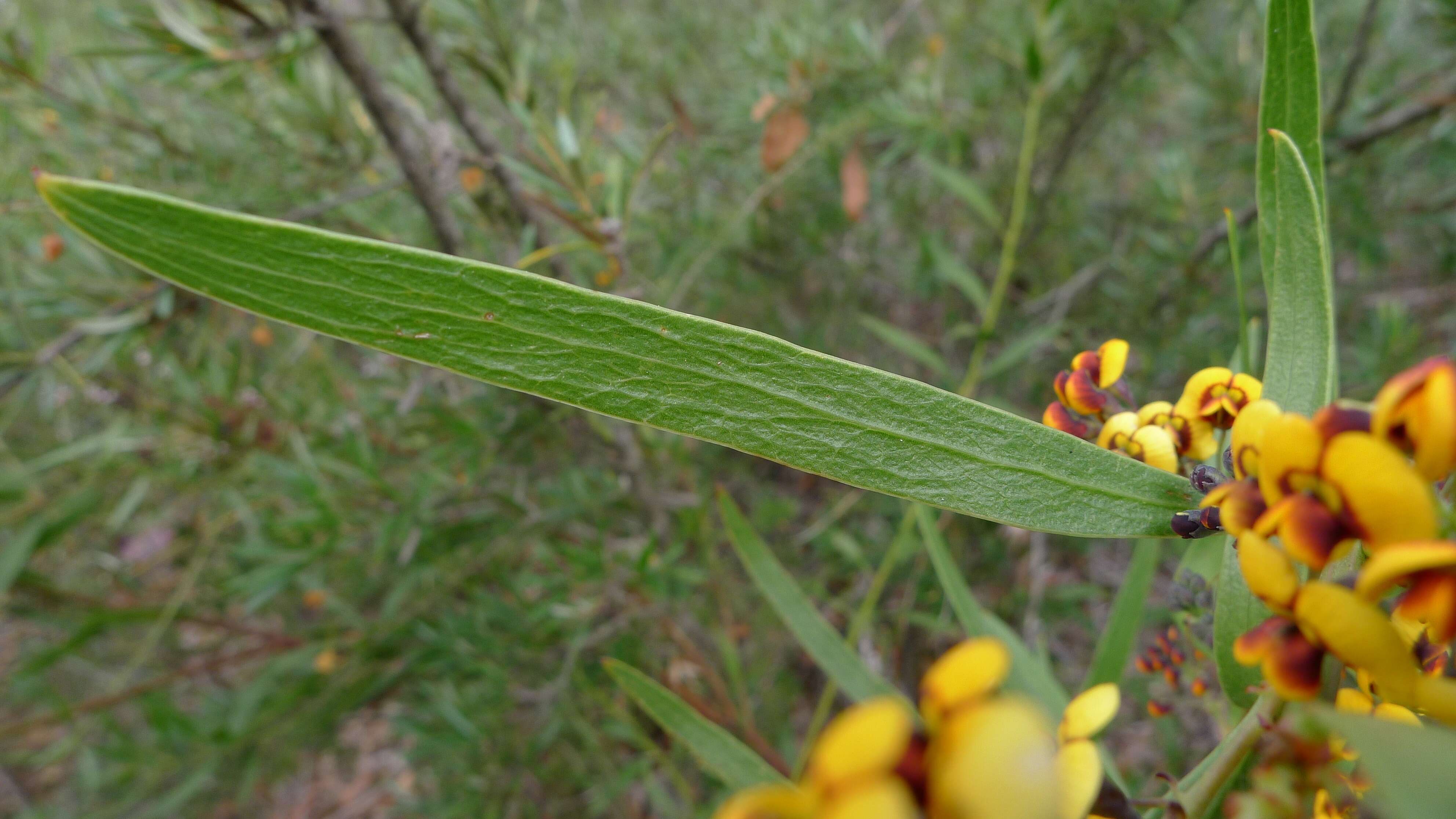 Imagem de Daviesia corymbosa Sm.