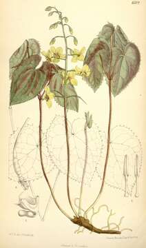 Image de Epimedium